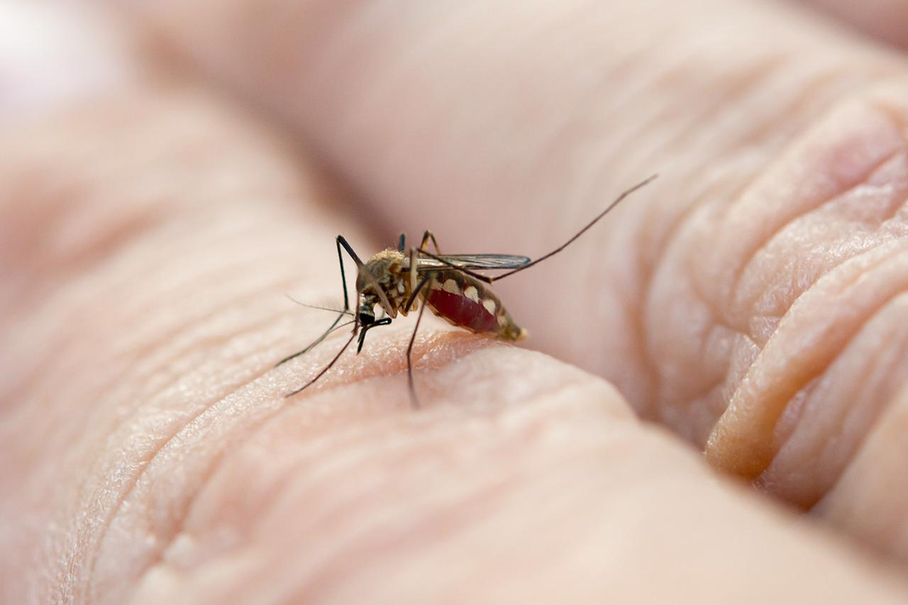 close-up-mosquito-sucking-blood-from-human-skin-2022-11-15-05-05-54-utc