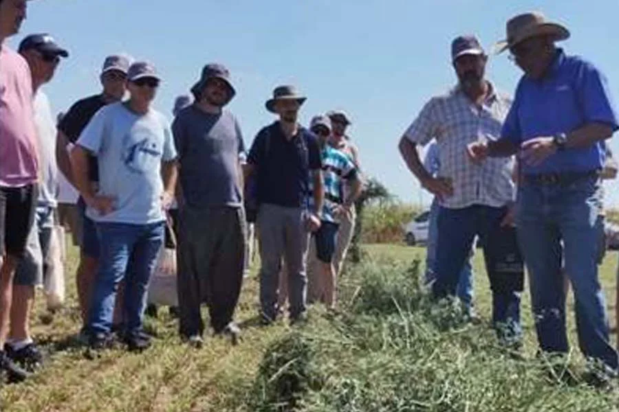Cluster alfalfa