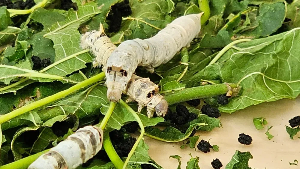 ca09f49a-1f38-4f4c-bd10-7a43ecaac07d