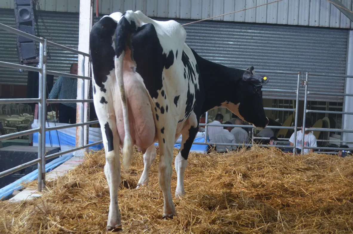 Captain en el ring de ventas