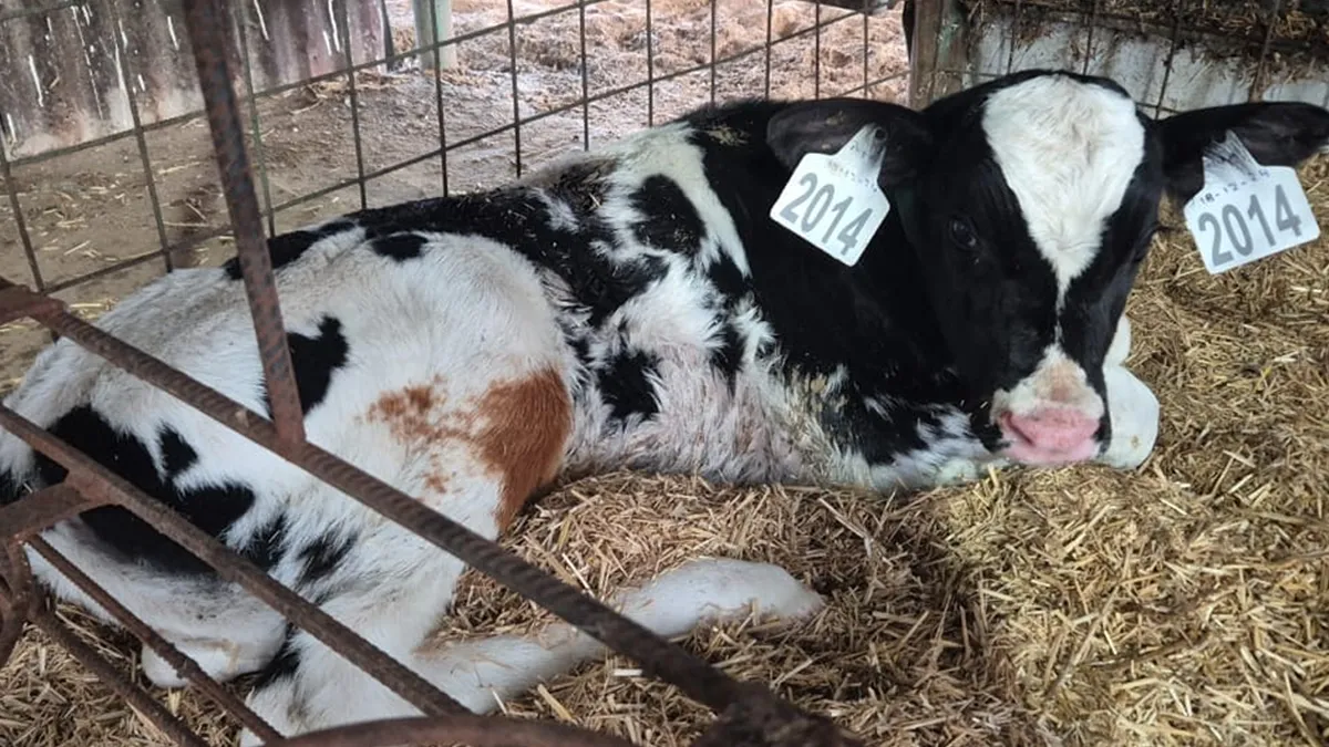 Ternero nieto de captain