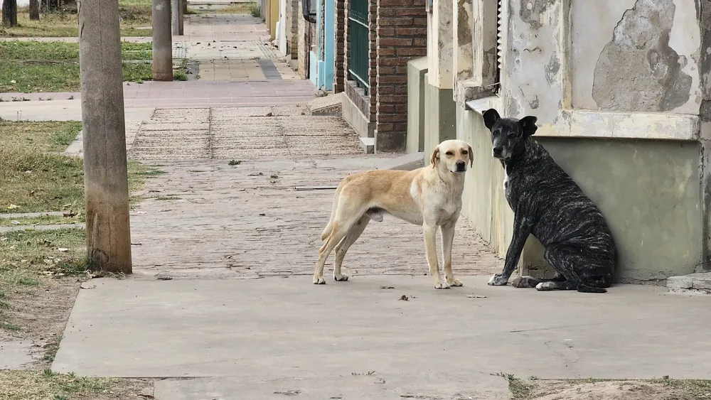 c582783f-89e9-4545-9387-31b5c7df0671